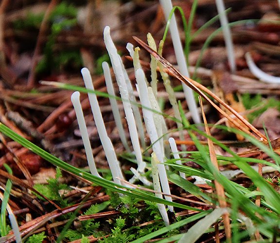 fairy fingers Clavaria mm