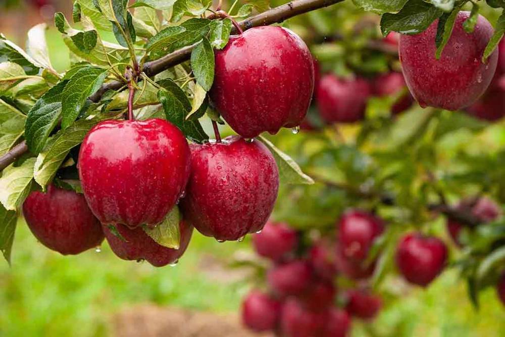 apple fruit horticulture