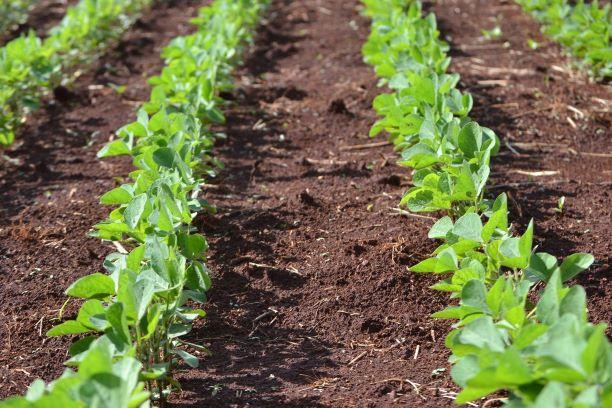 soybeans field 4019684 1920
