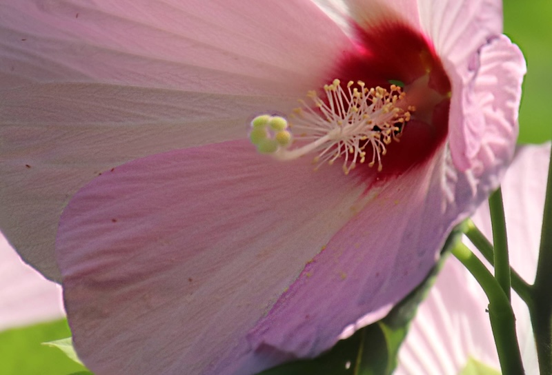 swamp rose hibiscus mochetous r mm